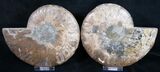 Beautiful Polished Ammonite Pair - Crystal Lined #8444-1
